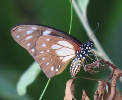 Graphium leonidas leonidas