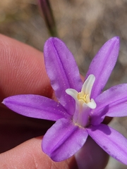 Brodiaea sierrae