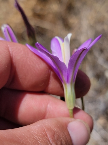 Brodiaea sierrae, photograph 1