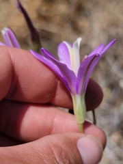 Brodiaea sierrae, photograph (c) Colin J Pryor, some rights reserved (CC BY)