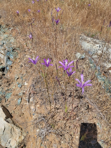 Brodiaea sierrae, photograph 2