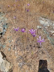 Brodiaea sierrae, photograph (c) Colin J Pryor, some rights reserved (CC BY)
