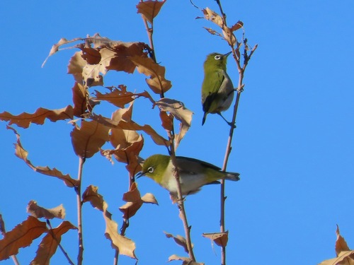 Warbling White-eye (Zosterops japonicus), photo 3