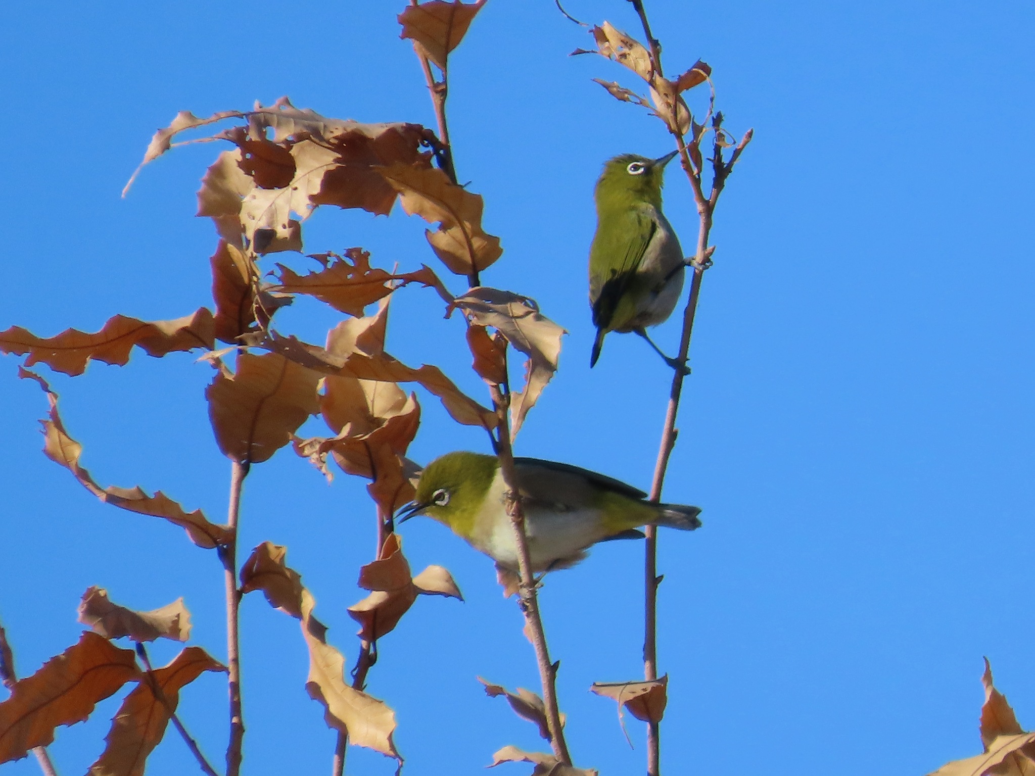 Warbling White-eye (Zosterops japonicus), photo 3
