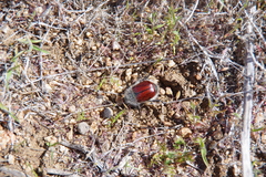 Paracotalpa granicollis
