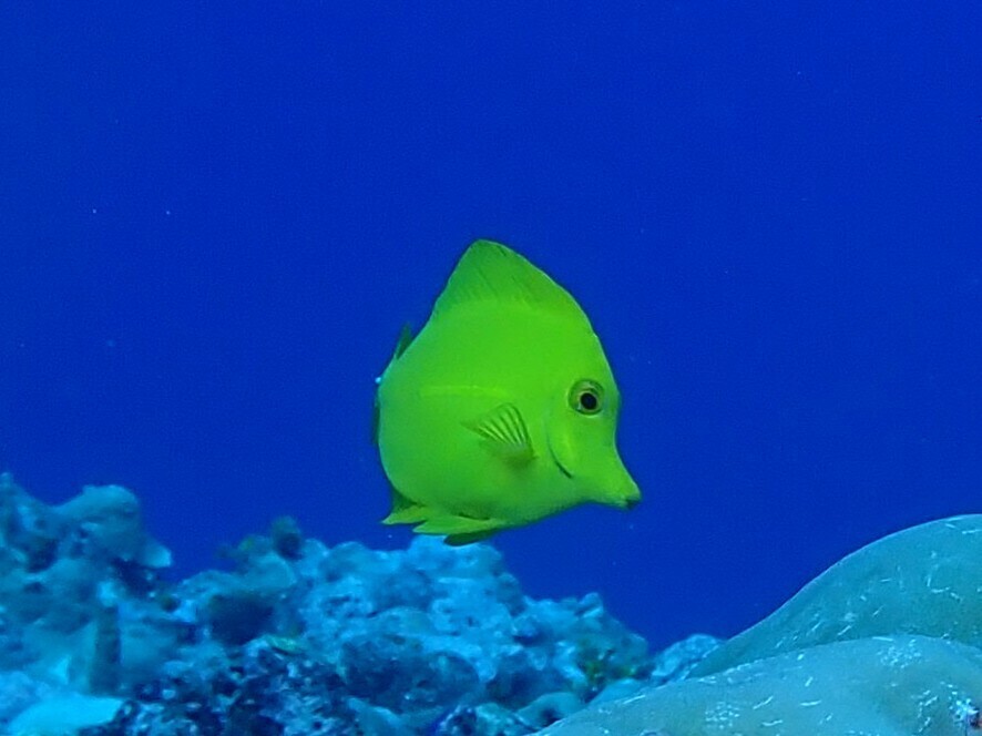 Lemon sailfin (Zebrasoma flavescens) — Acanthuridae