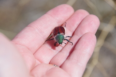 Paracotalpa granicollis