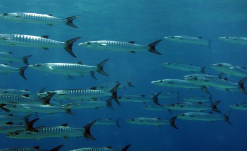 Schooling barracuda