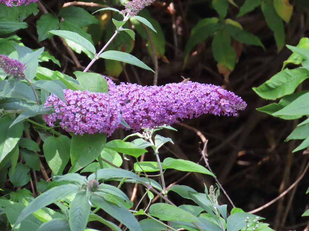 Buddleja davidii Franch.