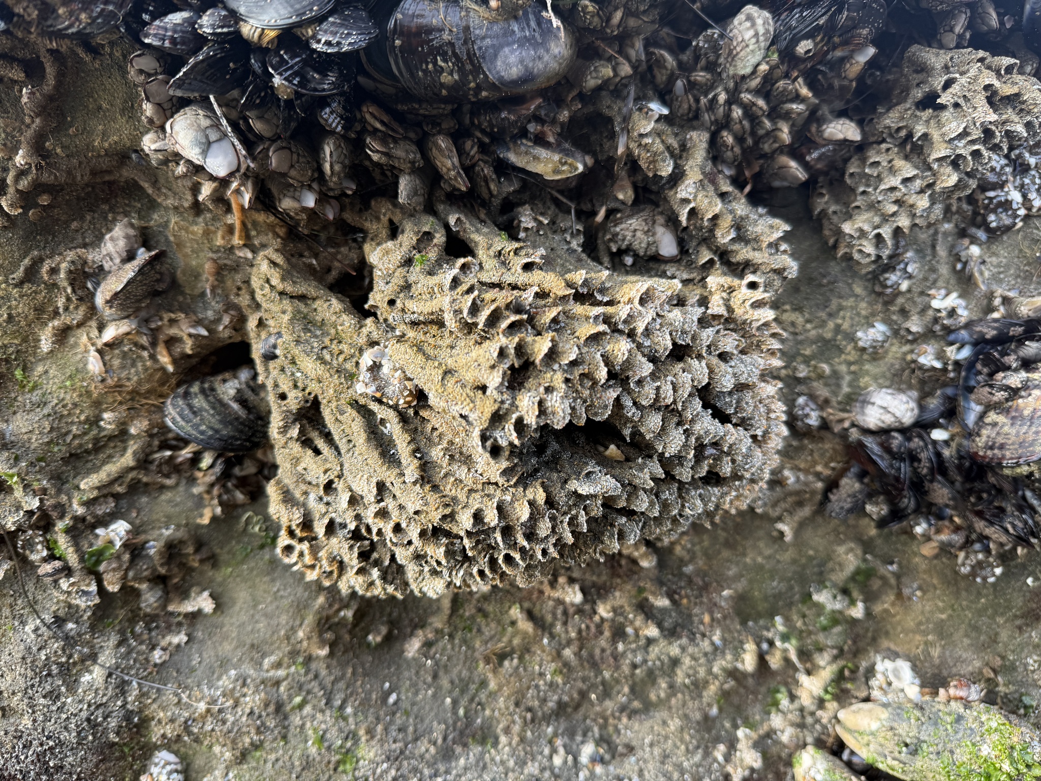 Phragmatopoma californica (Fewkes, 1889)