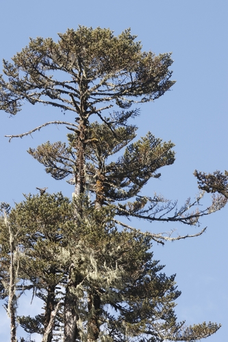 Abies densa, photograph 2