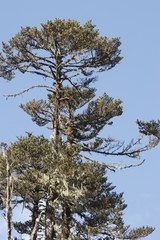 Abies densa, photograph author not stated, no rights reserved