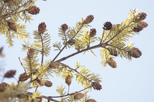 Tsuga dumosa, photograph 3