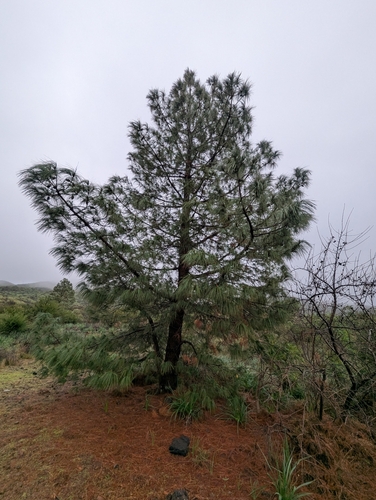 Canary island pine