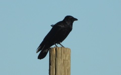 Corvus corone