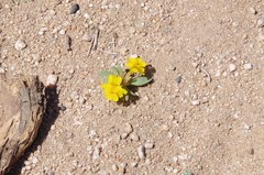 Erythranthe carsonensis