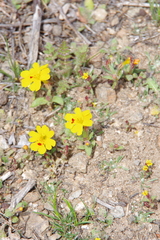 Erythranthe carsonensis