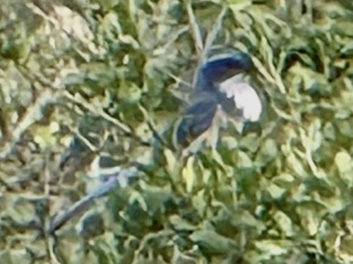 California Scrub Jay (Aphelocoma californica), photo 8
