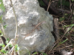 Anolis sagrei sagrei