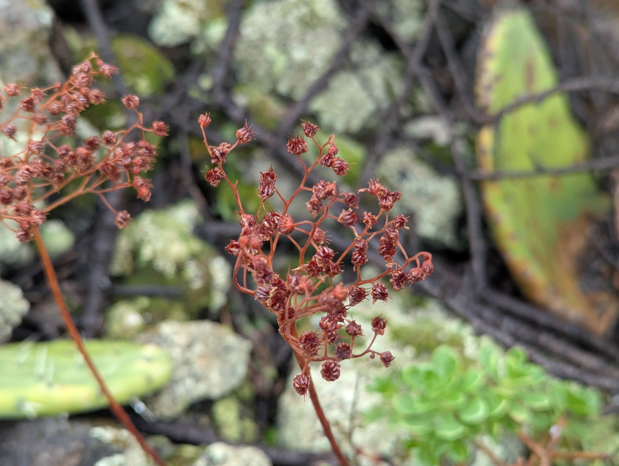 Aeonium spathulatum