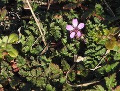 Erodium cicutarium