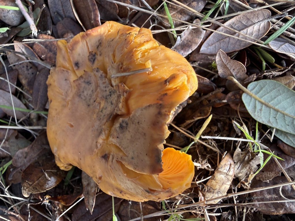 Cantharellus californicus · January 2026 · photo: © hllrnnr (iNaturalist, cc0)