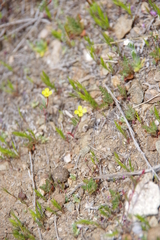 Camissonia contorta