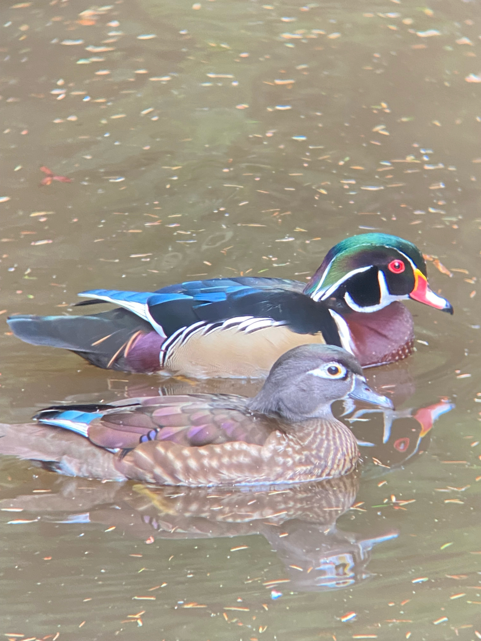 Aix sponsa (Linnaeus, 1758)