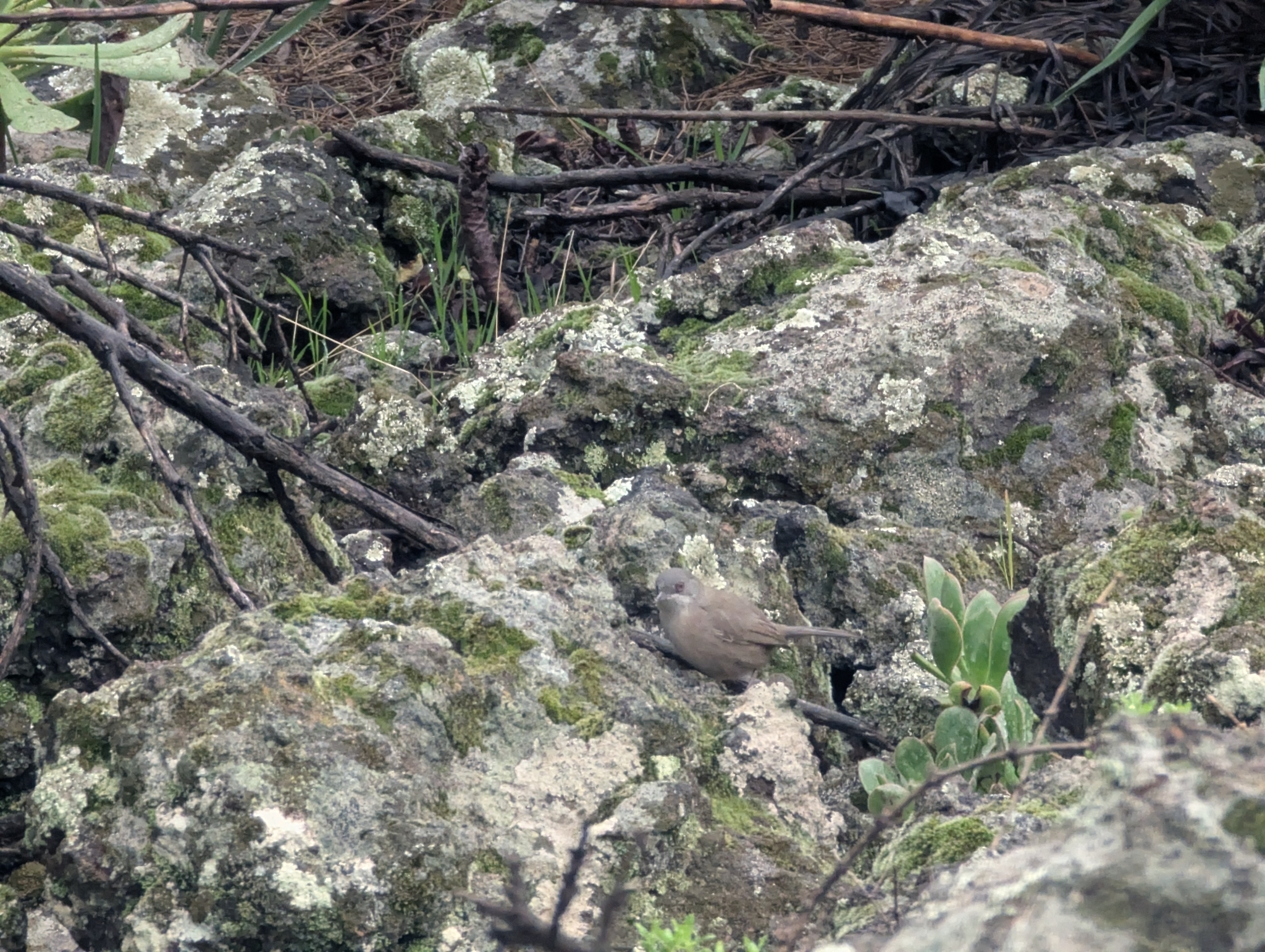Curruca cabecinegra