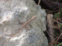Anolis sagrei sagrei
