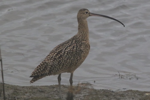 Long-billed Curlew (Numenius americanus), photo 3