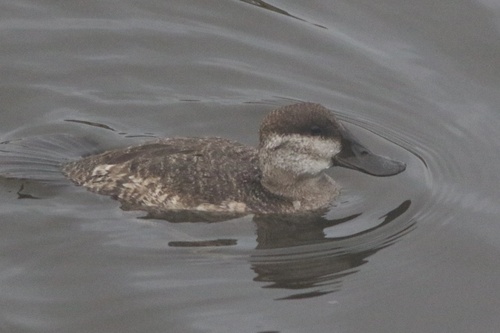 Ruddy Duck (Oxyura jamaicensis), photo 6