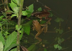Rhinella henseli