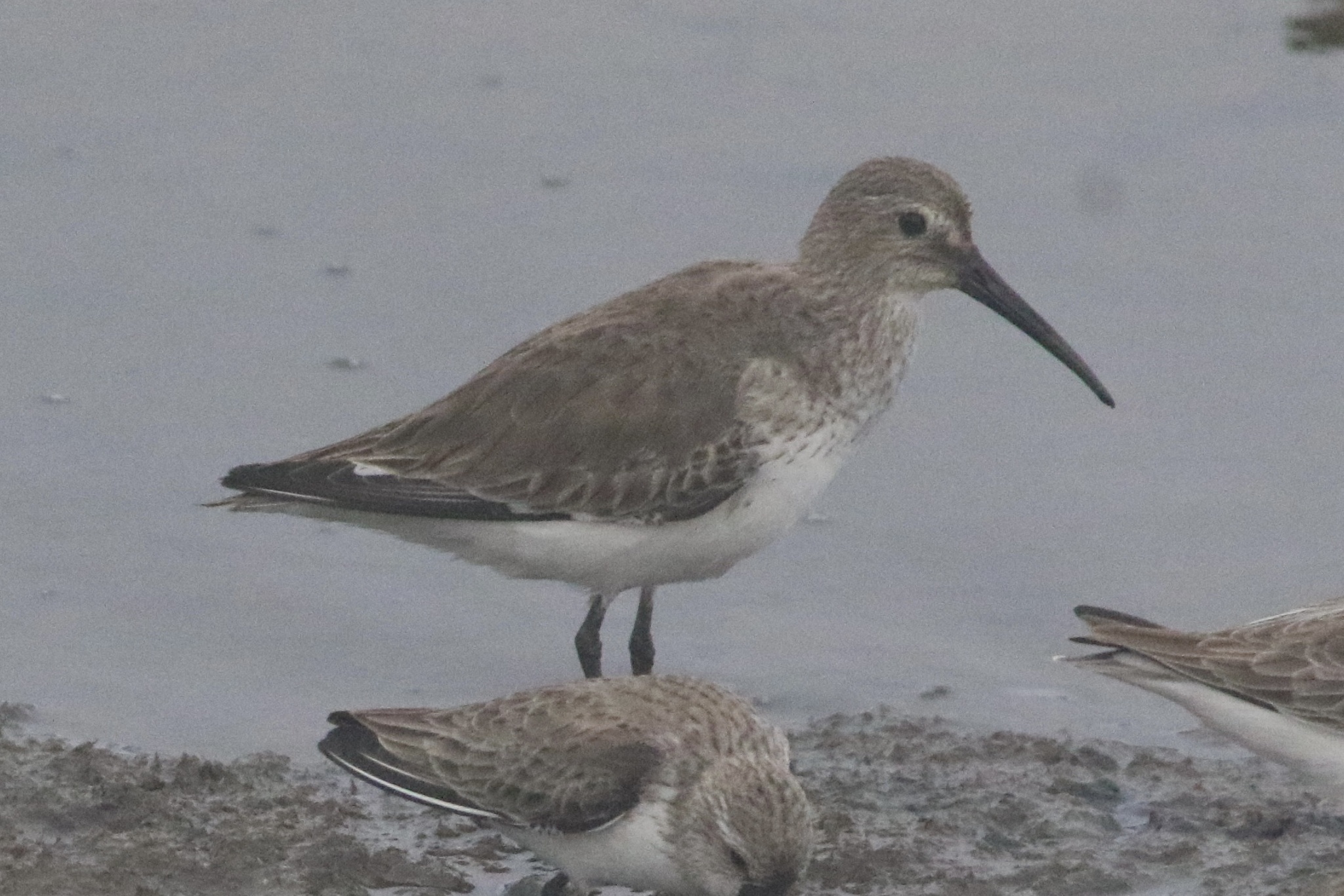 Dunlin (Calidris alpina), photo 7