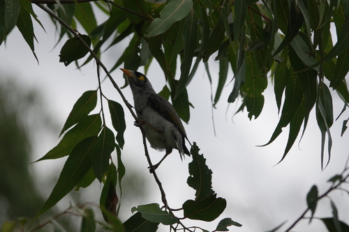 Noisy Miner (Manorina melanocephala), photo 2