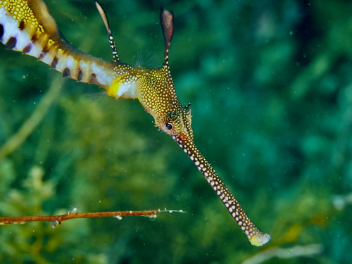 Common seadragon (Phyllopteryx taeniolatus) — Syngnathidae