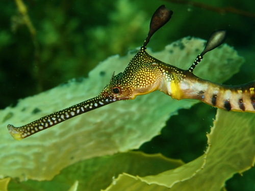 Common seadragon (Phyllopteryx taeniolatus) — Syngnathidae — 3