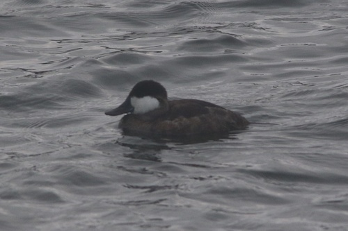 Ruddy Duck (Oxyura jamaicensis), photo 8