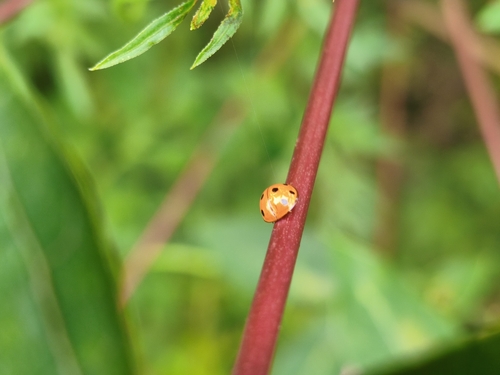 Coelophora inaequalis