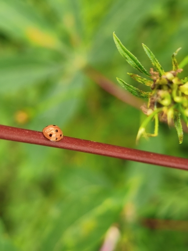Coelophora inaequalis