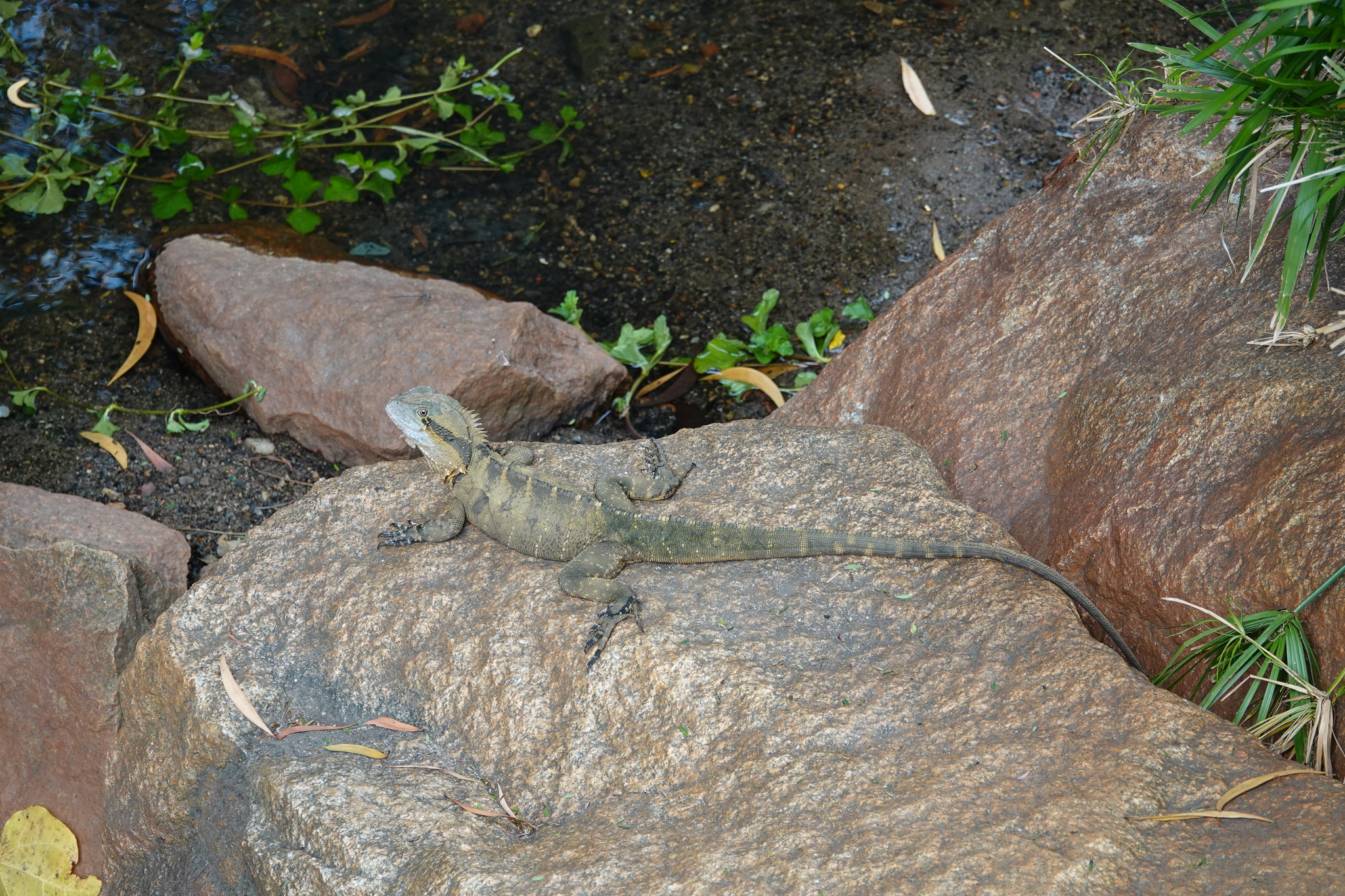 Intellagama lesueurii lesueurii (Gray, 1831)