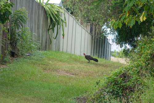 Australian Brushturkey (Alectura lathami), photo 4