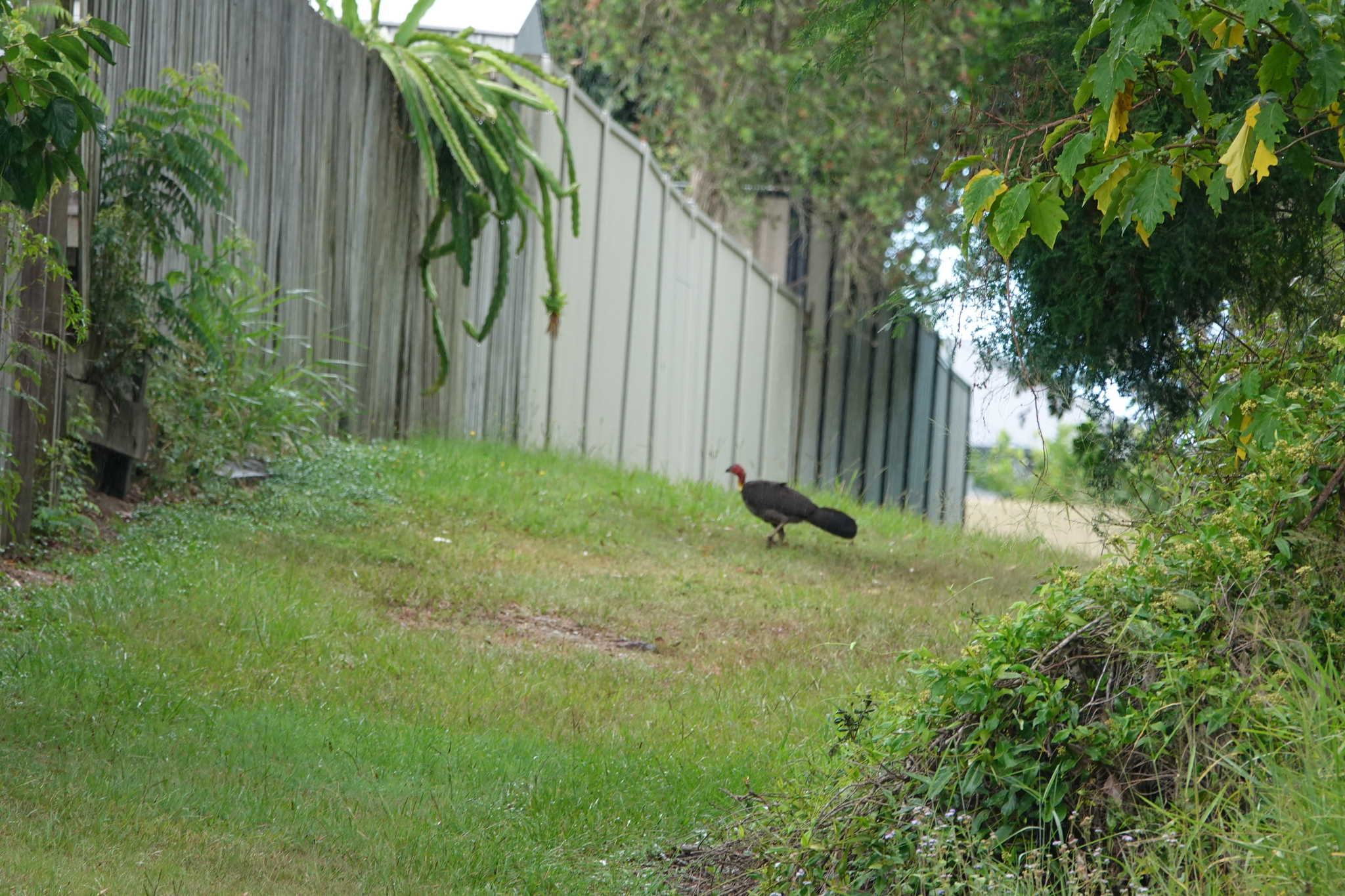 Australian Brushturkey (Alectura lathami), photo 4