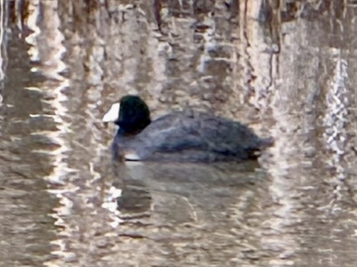 American Coot (Fulica americana), photo 4