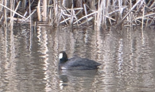 American Coot (Fulica americana), photo 5