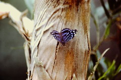 Myscelia ethusa ethusa