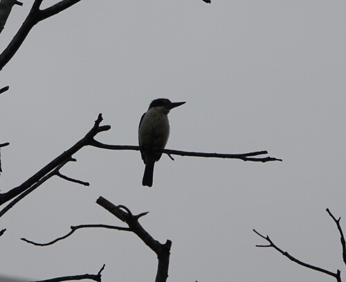 Sacred Kingfisher (Todiramphus sanctus), photo 4