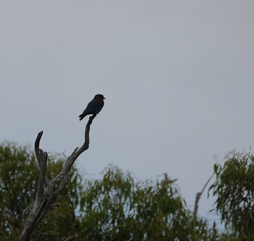 Oriental Dollarbird (Eurystomus orientalis), photo 4