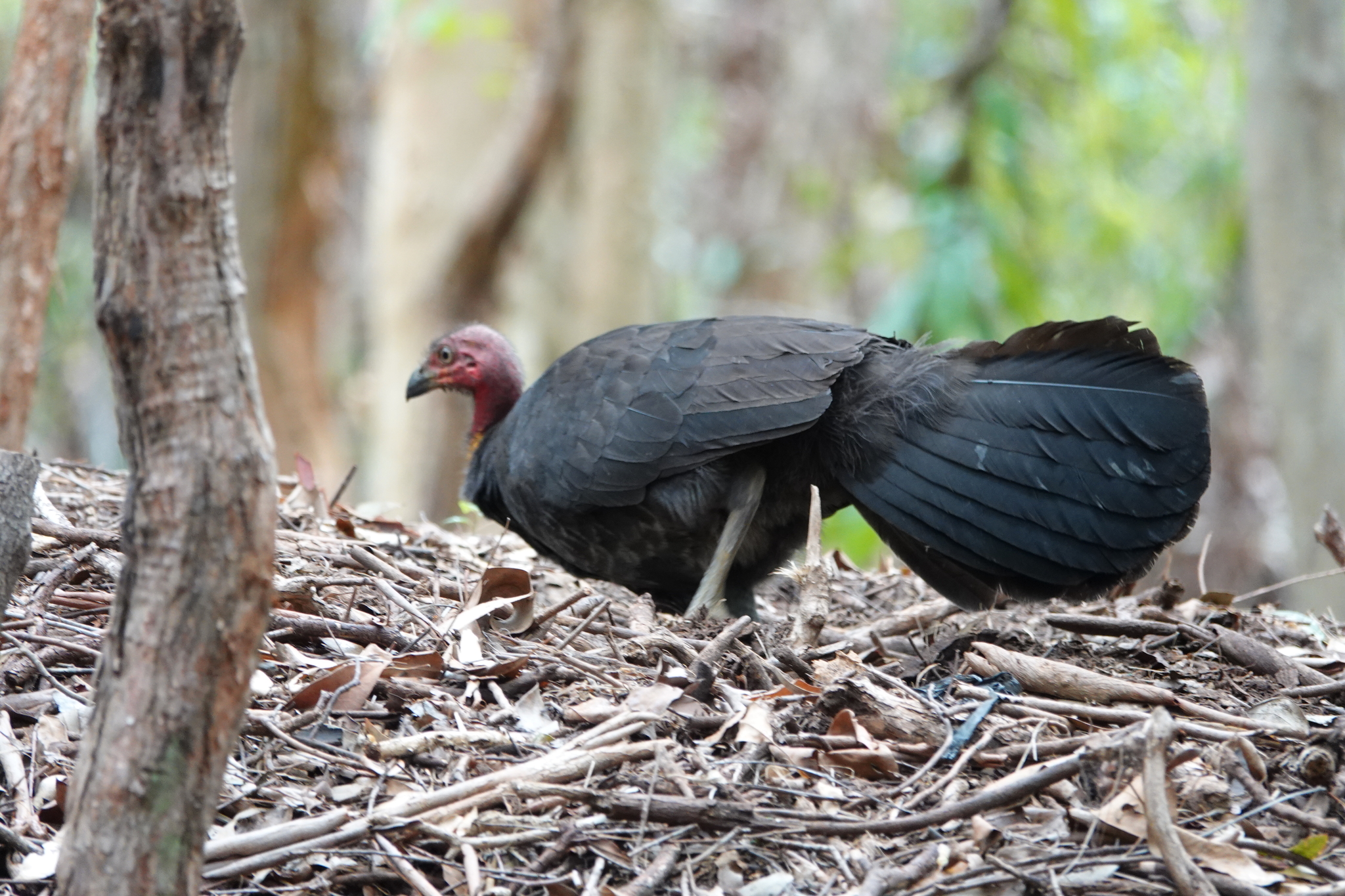 Australian Brushturkey (Alectura lathami), photo 2