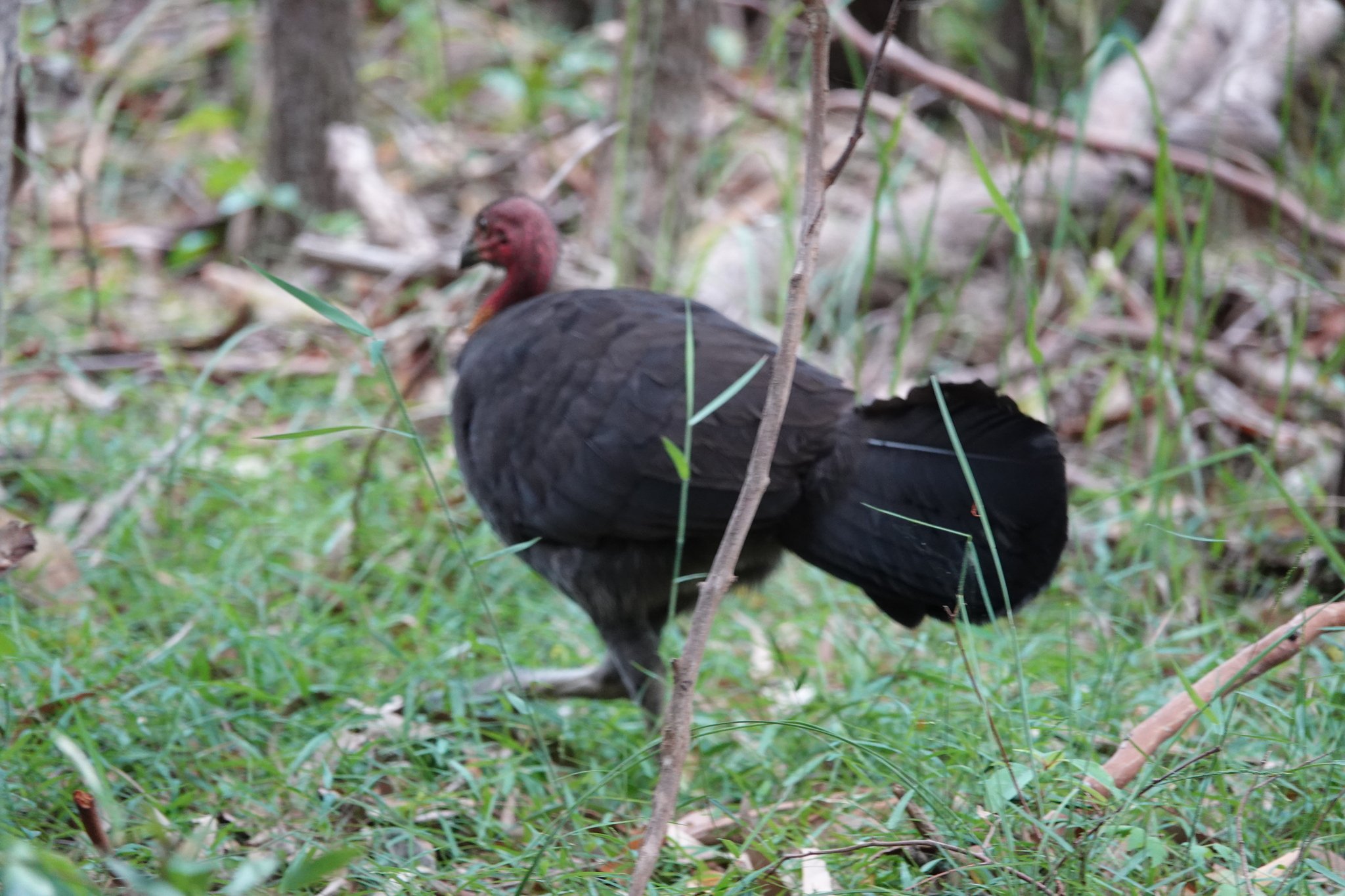Australian Brushturkey (Alectura lathami), photo 6